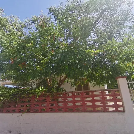 Robinia Reitani